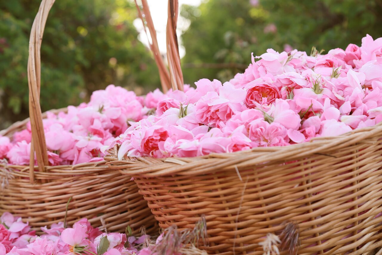 収穫したばかりのダマスクローズの花びらがあふれる籠