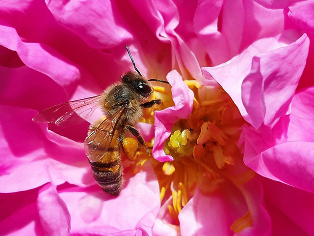 バラの蜜を取るミツバチ