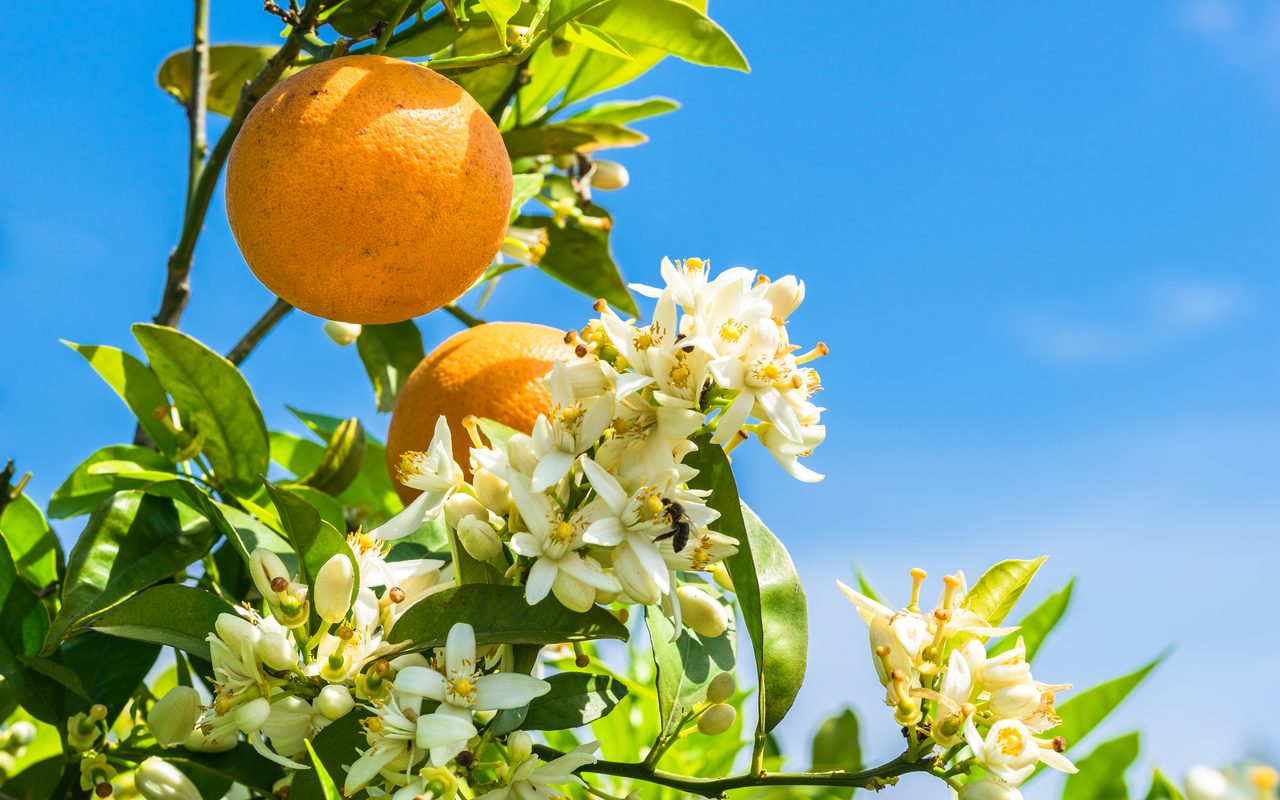 ビターオレンジの花に止まる蜂