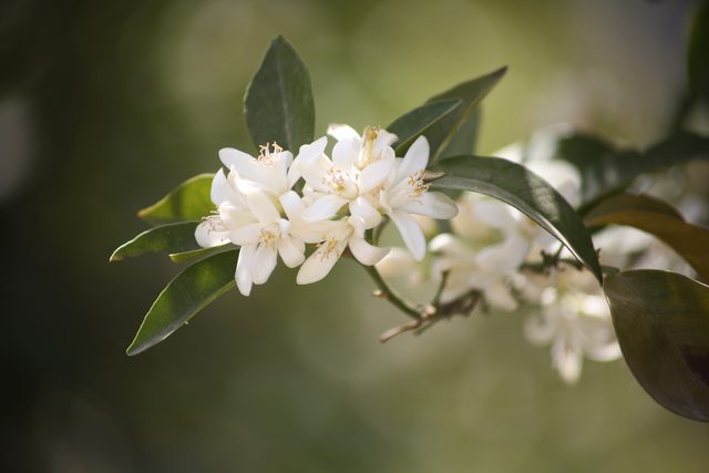ビターオレンジの花