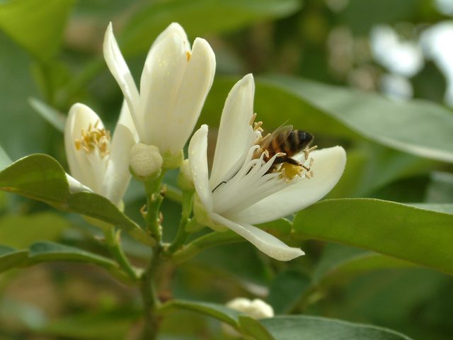 ビターオレンジの花と蜂