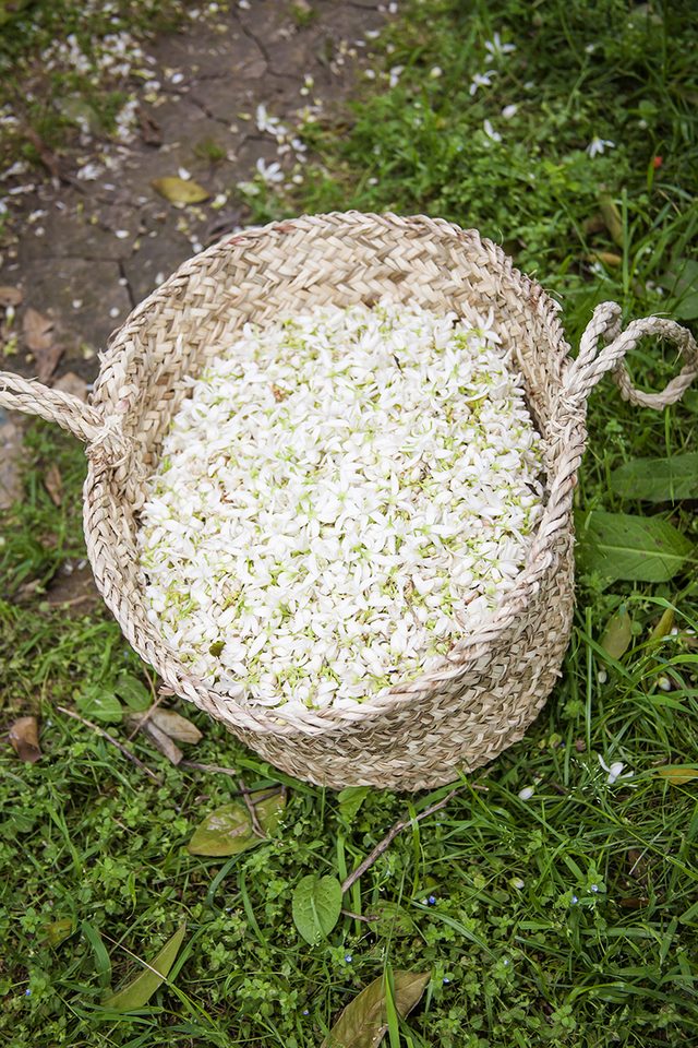 収穫したネロリの花を入れたかご