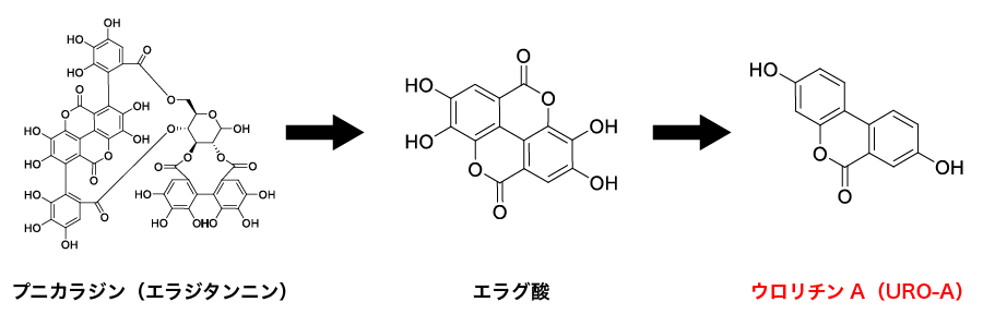プニカラジンからウロリチンAに変化する化学式