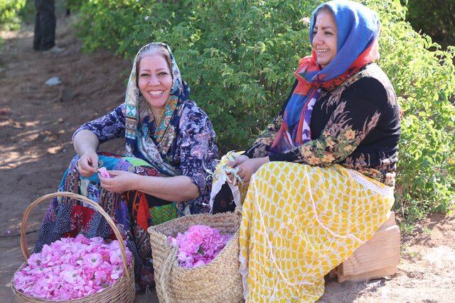 収穫したバラの花びらを手にする現地の女性たち