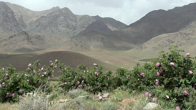 ペルシャのバラ農園がある谷の風景