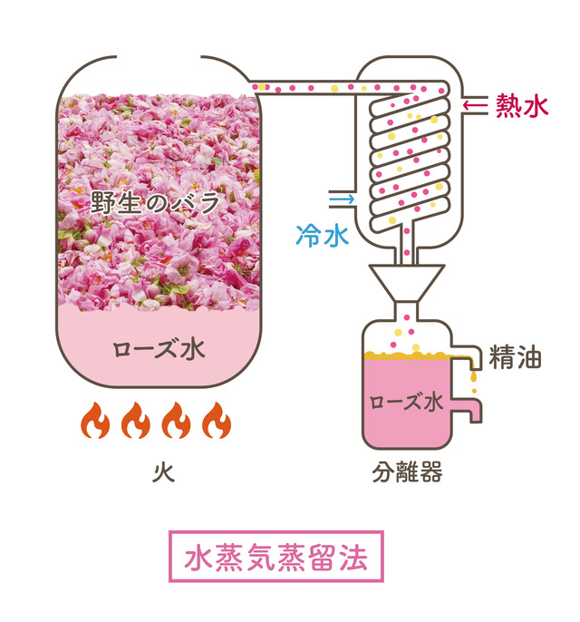 水蒸気蒸留法の工程図：野生のバラを熱水と冷水で蒸留し、精油とローズ水に分離する